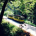 Kirnitzschtalbahn im Wald