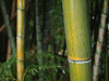 Bamboo_11