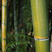 Bamboo_11