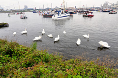 Sail 2015 – Swans welcoming the tall ships