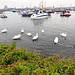 Sail 2015 – Swans welcoming the tall ships