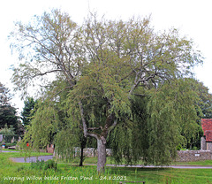 Weeping Willow - Friston Pond - 24 8 2021