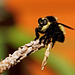 Robber fly.  7227213