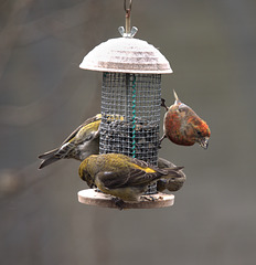 Red crossbills outside the kitchen window