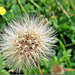 Dandelion Seed Head,