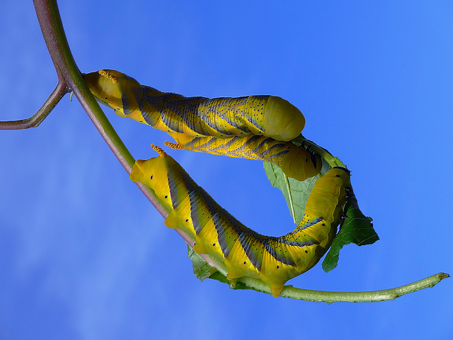 Caterpillars of the Deathsheadhawkmoth, Acherontia atropos