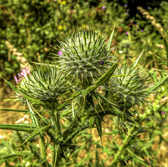 New Thistle heads and a fly