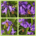 Bluebells and Bees