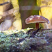 Mein Pilz im Morgenlicht :))  My mushroom in the morning light :))  Mon champignon dans la lumière du matin :))