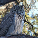 A local Great Horned Owl
