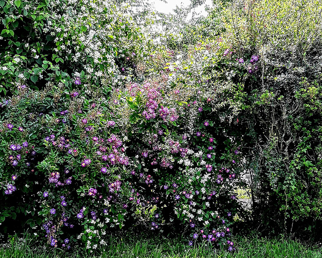 Hedge Flowers