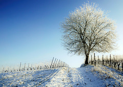 Solitär im Winter - Lonely tree in a vineyard