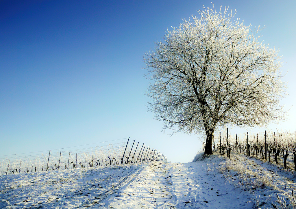 Solitär im Winter - Lonely tree in a vineyard