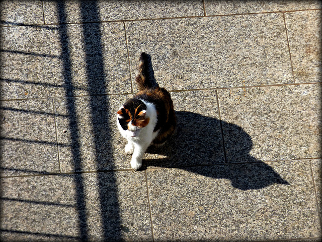Schattenwelt mit Katze