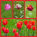 A Selection of Tulips