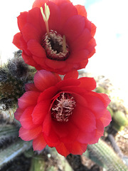 Cactus Flowers (0794)