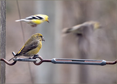 Cousins at the feeders
