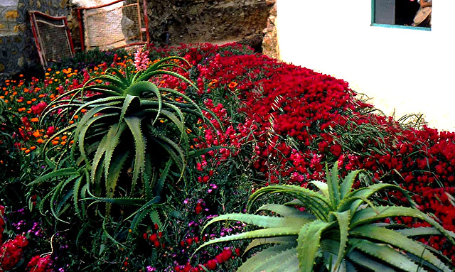 Flore autour de Tanger(influence méditerranéenne) en avril 1979