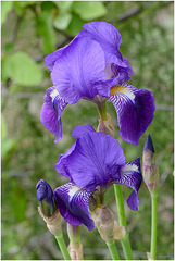 Iris bleu 2016