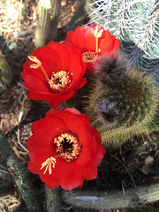 Cactus Flowers (0798)