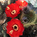 Cactus Flowers (0798)
