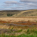 The colours of the Moorland