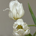 white tulips