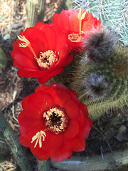 Cactus Flowers (0801)