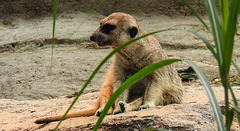 20190907 5975CPw [D~HRO] Erdmännchen (Suricata suricatta), Zoo, Rostock