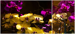orchids under shadows