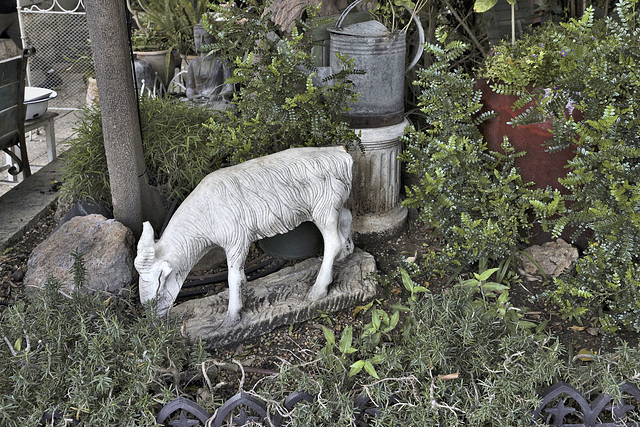 Goat with Tin Can – Fattouche Restaurant, Sderot Ben Gurion, German Colony, Haifa, Israel