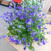 Plante à fleurs bleues...