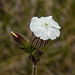 Night-flowering Catchfly / Silene noctiflora