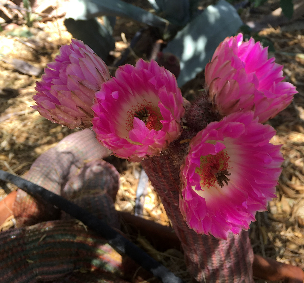 Cactus Flowers (0803)