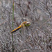 Dragonfly  ( Common Darter I guess)