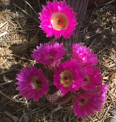 Cactus Flowers (0804)