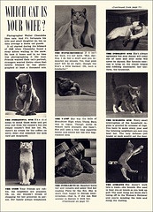 Which Cat Is Your Wife?, 1952