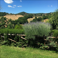 Lavender and rosemary hedge.