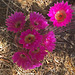 Cactus Flowers (0805)