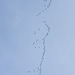 migrating Pink Footed Geese