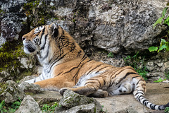 BESANCON: Citadelle: La famille Tigre de Sibérie (Panthera tigris altaica).01