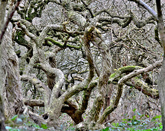 Twisted and Gnarled Trees