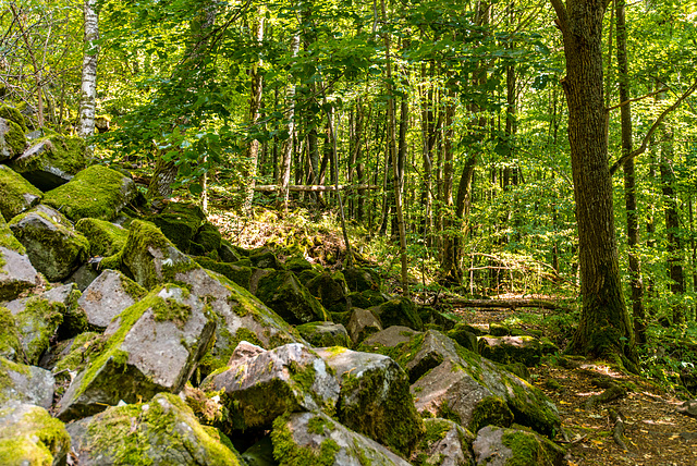 Basalt im Wald - 20150812