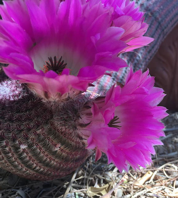 Cactus Flowers (0807)
