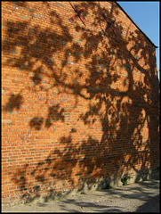 tree shadow on a wall