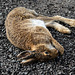 Mountain Hare - Road accident