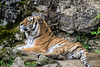 BESANCON: Citadelle: La famille Tigre de Sibérie (Panthera tigris altaica).02
