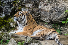 BESANCON: Citadelle: La famille Tigre de Sibérie (Panthera tigris altaica).02