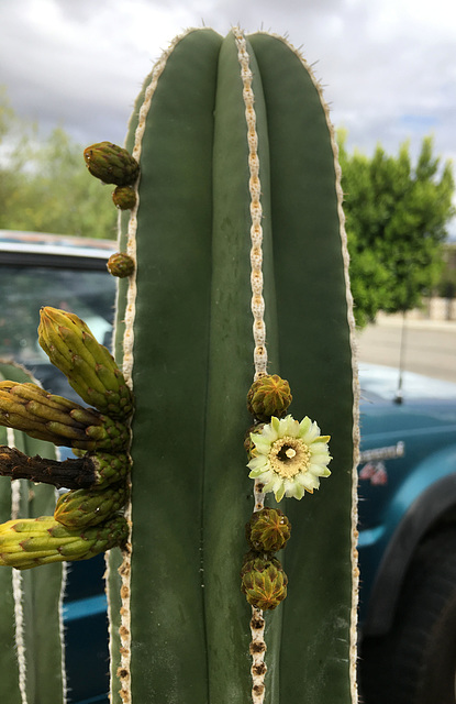 Mexican Fencepost Cactus Flower (0784)