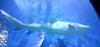 Requin : sea-aquarium du Grau du Roi